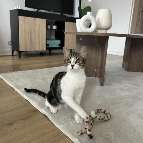 Frisette petite puce vive et affectueuse