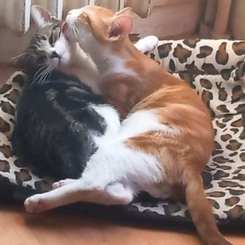 Frisette petite puce vive et affectueuse #3