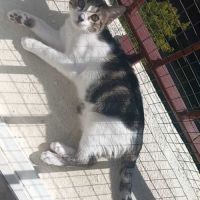 Frisette petite puce vive et affectueuse #2