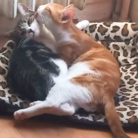 Frisette petite puce vive et affectueuse #3