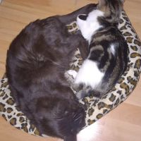 Frisette petite puce vive et affectueuse #4