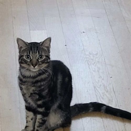 Kombu un jeune chat de 6 mois affectueux et calme #3