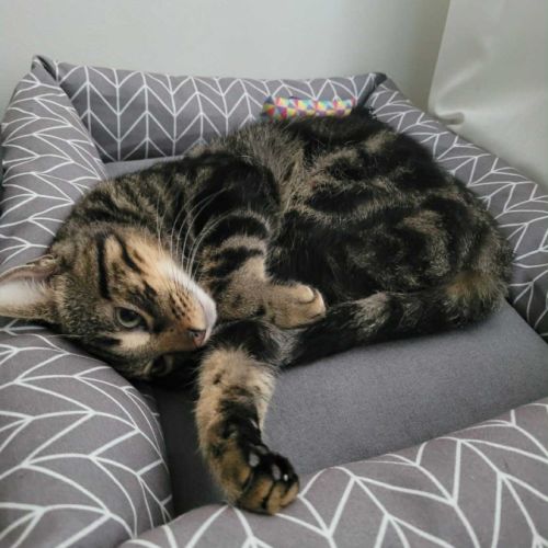 Kombu un jeune chat de 6 mois affectueux et calme #4