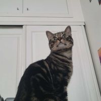 Kombu un jeune chat de 6 mois affectueux et calme