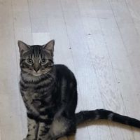 Kombu un jeune chat de 6 mois affectueux et calme #3