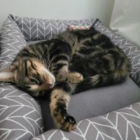 Kombu un jeune chat de 6 mois affectueux et calme #4