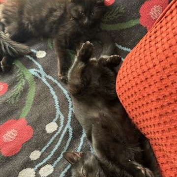 Néo & léo 2 petits bouts à adopter ensemble #1