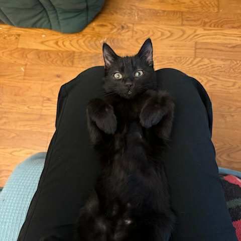 Néo & léo 2 petits bouts à adopter ensemble #2