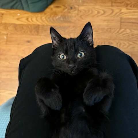 Néo & léo 2 petits bouts à adopter ensemble #3