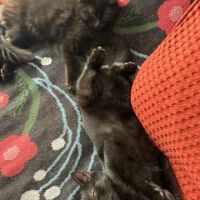 Néo & léo 2 petits bouts à adopter ensemble #1