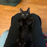 Néo & léo 2 petits bouts à adopter ensemble #2