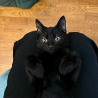 Néo & léo 2 petits bouts à adopter ensemble #3