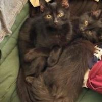 Néo & léo 2 petits bouts à adopter ensemble