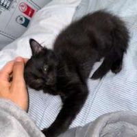 Néo & léo 2 petits bouts à adopter ensemble #5