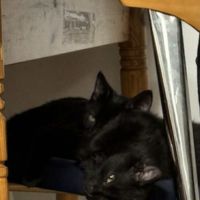 Néo & léo 2 petits bouts à adopter ensemble #6