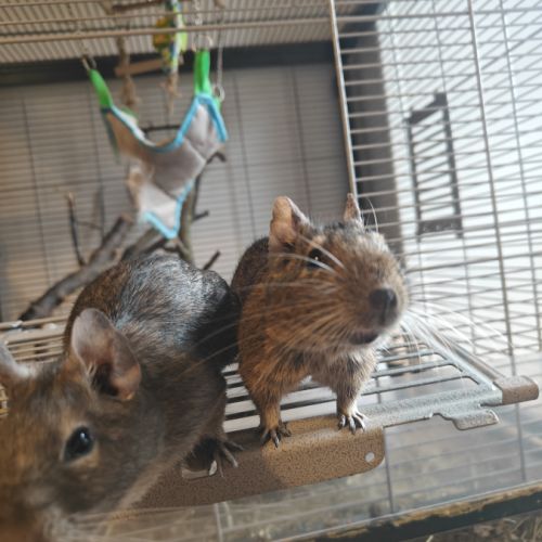 Deux soeurs octodons à donner #1