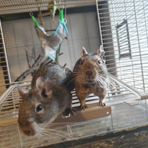 Deux soeurs octodons à donner #2