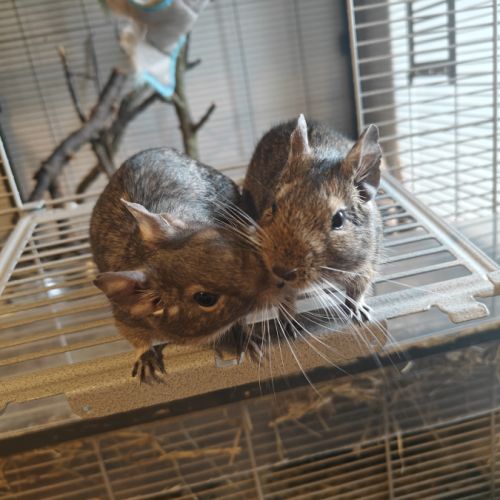 Deux soeurs octodons à donner