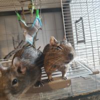 Deux soeurs octodons à donner #1