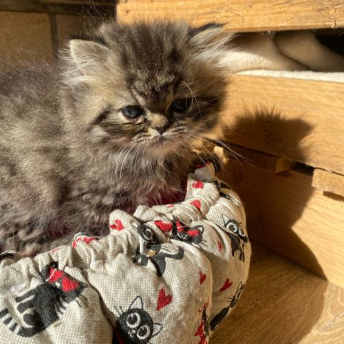 Mâles persans-persan exotic de dektos #1