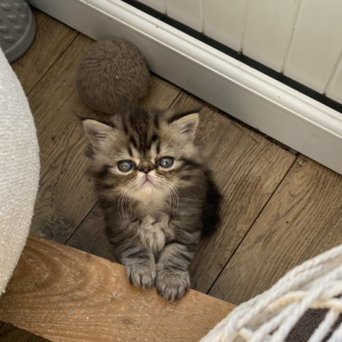 Mâles persans-persan exotic de dektos #2