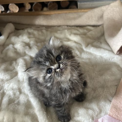 Mâles persans-persan exotic de dektos #5