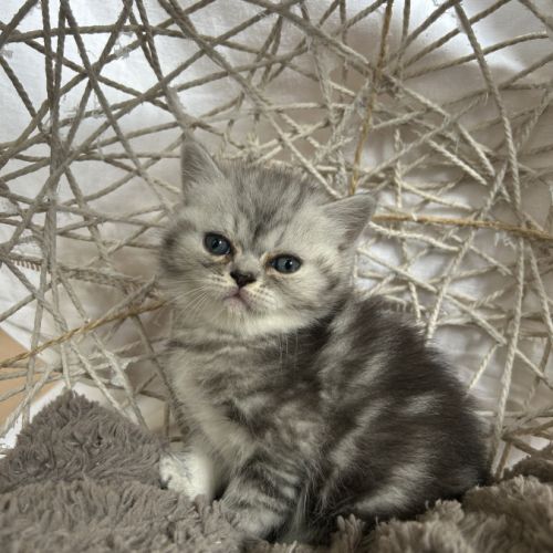 Mâles persans-persan exotic de dektos #6