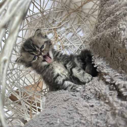 Mâles persans-persan exotic de dektos #7