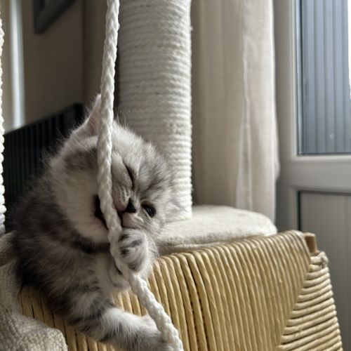 Mâles persans-persan exotic de dektos #9