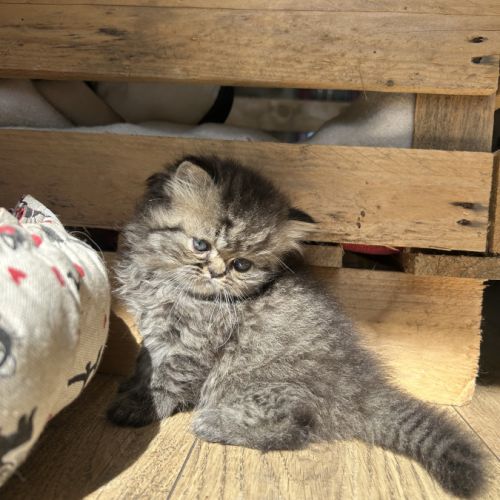 Mâles persans-persan exotic de dektos #10