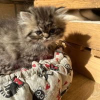 Mâles persans-persan exotic de dektos #1