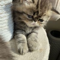 Mâles persans-persan exotic de dektos #0