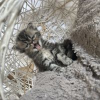 Mâles persans-persan exotic de dektos #7