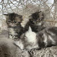 Mâles persans-persan exotic de dektos #8