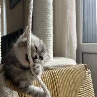 Mâles persans-persan exotic de dektos #9