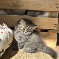 Mâles persans-persan exotic de dektos #10