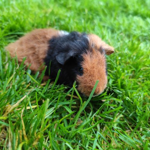 Bébé cochon d'inde femelle tricolore, poils frisés #2