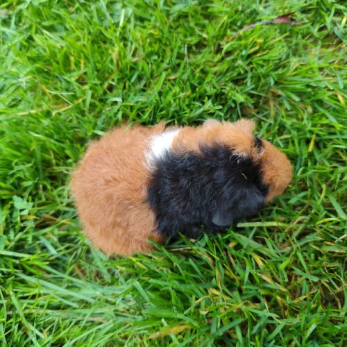 Bébé cochon d'inde femelle tricolore, poils frisés #3