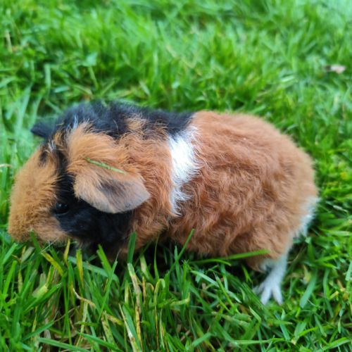 Bébé cochon d'inde femelle tricolore, poils frisés #4