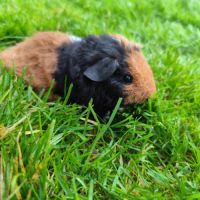 Bébé cochon d'inde femelle tricolore, poils frisés