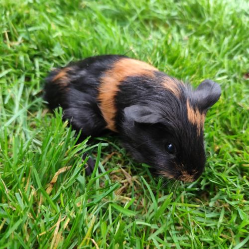 Bébé cochon d'inde femelle #1