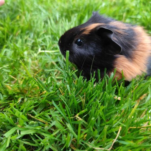 Bébé cochon d'inde femelle #2