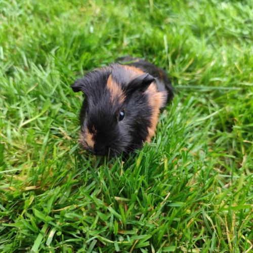 Bébé cochon d'inde femelle