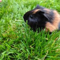 Bébé cochon d'inde femelle #2