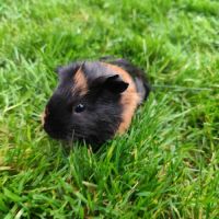 Bébé cochon d'inde femelle #3