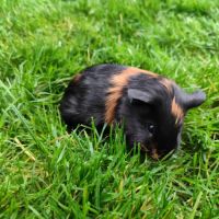 Bébé cochon d'inde femelle #5