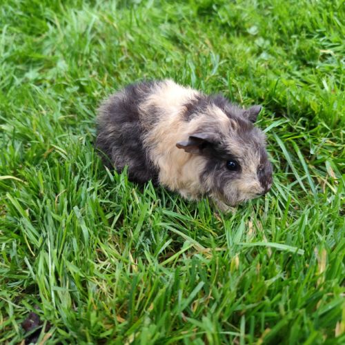 Bébé cochon d'inde mâle #1