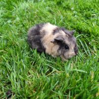 Bébé cochon d'inde mâle #1