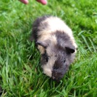 Bébé cochon d'inde mâle #2