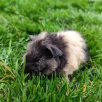 Bébé cochon d'inde mâle